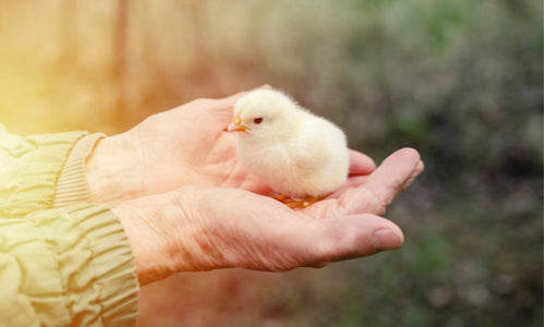 Ultimate Checklist for Chicken Keeping Beginners