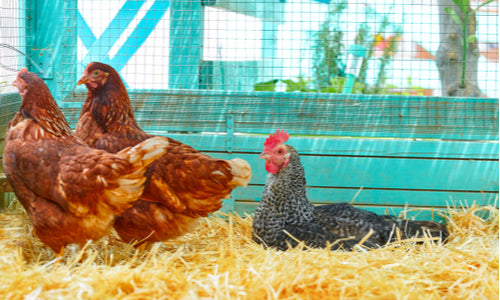 A Beginner's Guide to Choosing a Chicken Coop