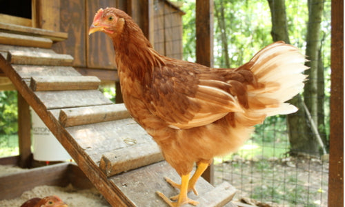 Home Sweet Coop: A Guide for Providing the Perfect House for Your Flock